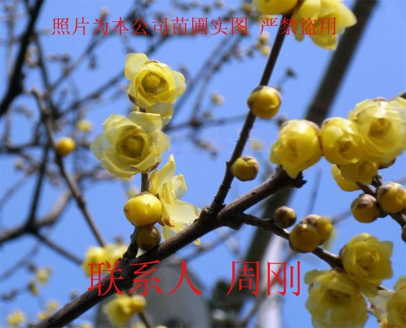 福建藍(lán)花楹基地 8公分藍(lán)花楹