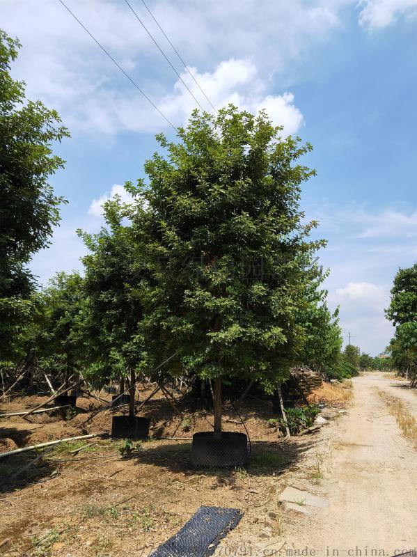 福建黃花風(fēng)鈴木基地 8公分黃花風(fēng)鈴木