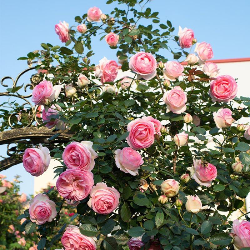 龍沙寶石月季花苗藤本月季龍沙寶石爬藤月季庭院植物歐月薔薇花苗