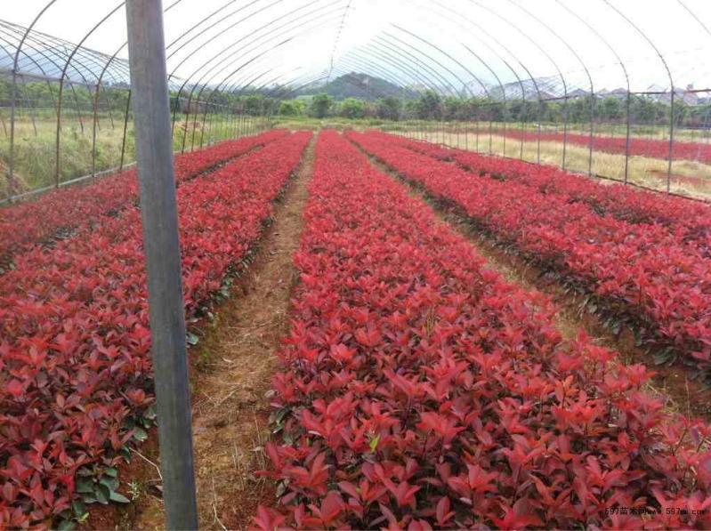 安徽肥西色塊小苗紅葉石楠，紅花繼木，海桐，金森女貞小苗價(jià)格圖片