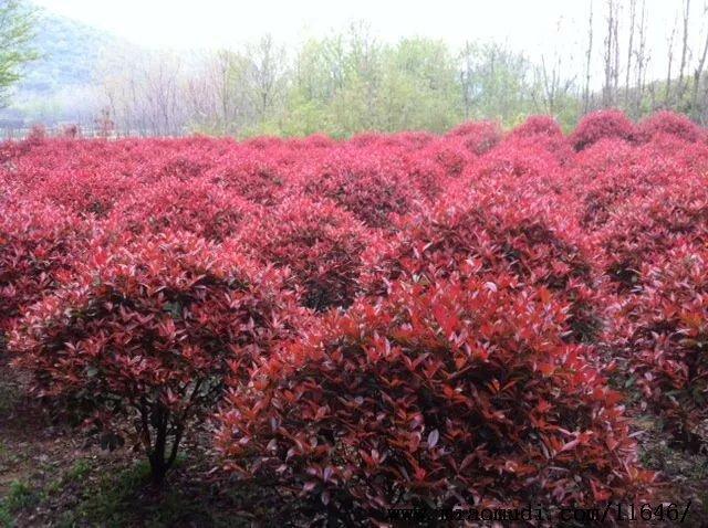 安徽紅葉石楠球價格|合肥紅葉石楠球批發|肥西紅葉石楠種植基地