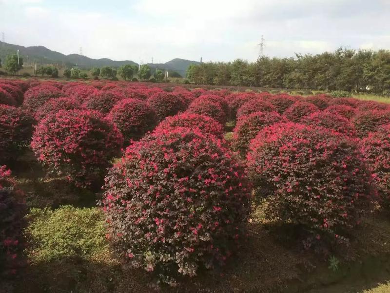 安徽合肥哪里紅花繼木球價(jià)格便宜質(zhì)量好？  肥西長(zhǎng)綠苗圃供應(yīng)商