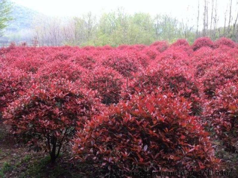 安徽合肥苗圃直銷紅葉石楠球，海桐球，紅花繼木球