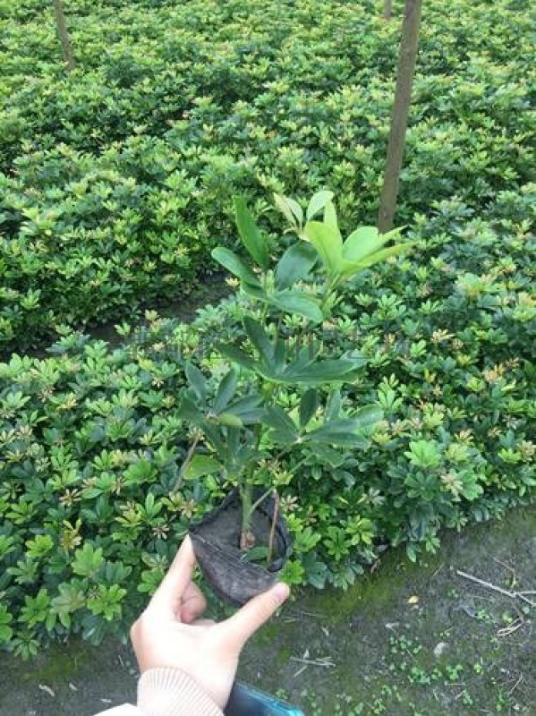 供應鴨腳木-成都苗木-鵝掌柴-郫都區名川園藝場