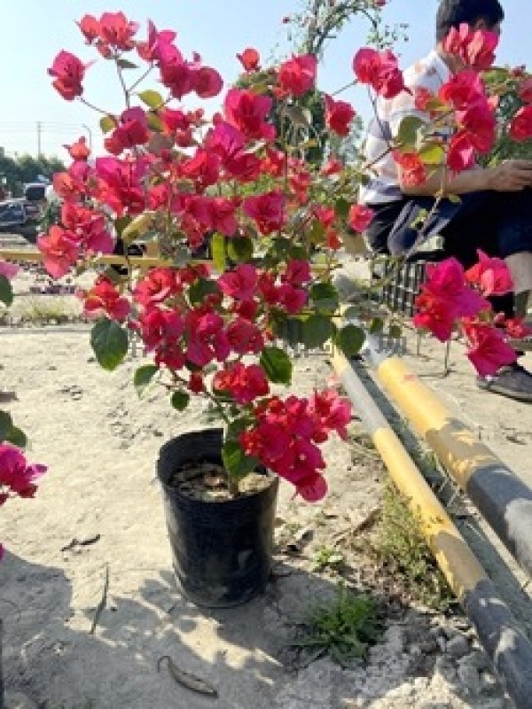 四川紅花三角梅_基地_圖片_三角梅_成都名川園藝場