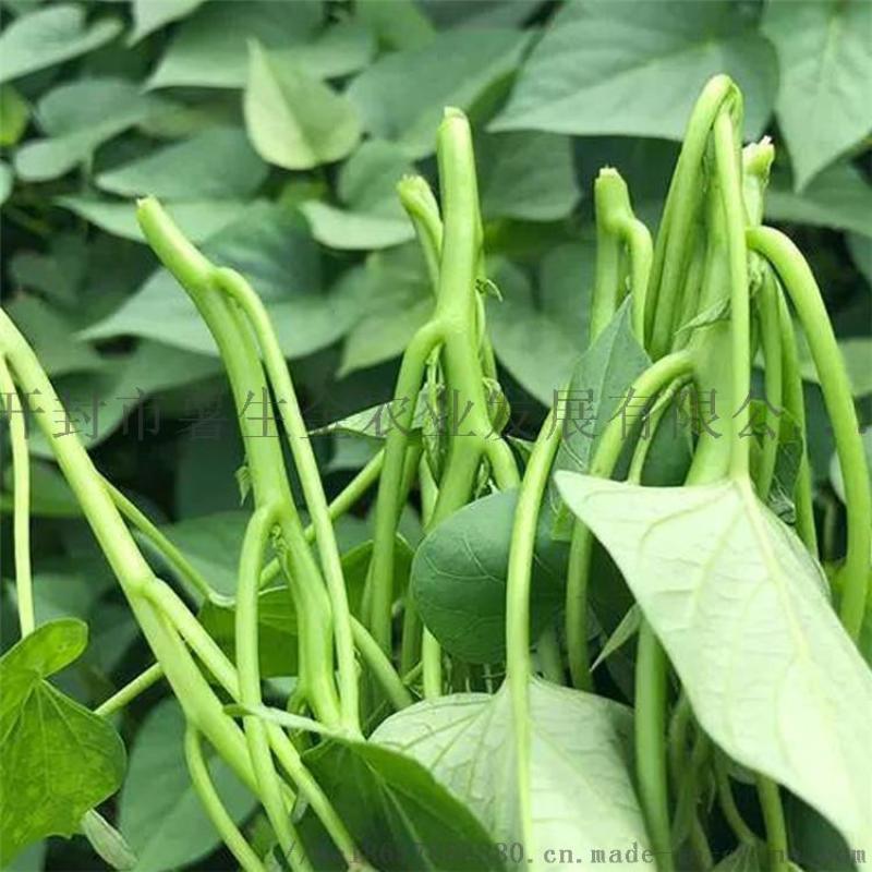 開封優(yōu)質(zhì)脫毒紅薯苗種植基地