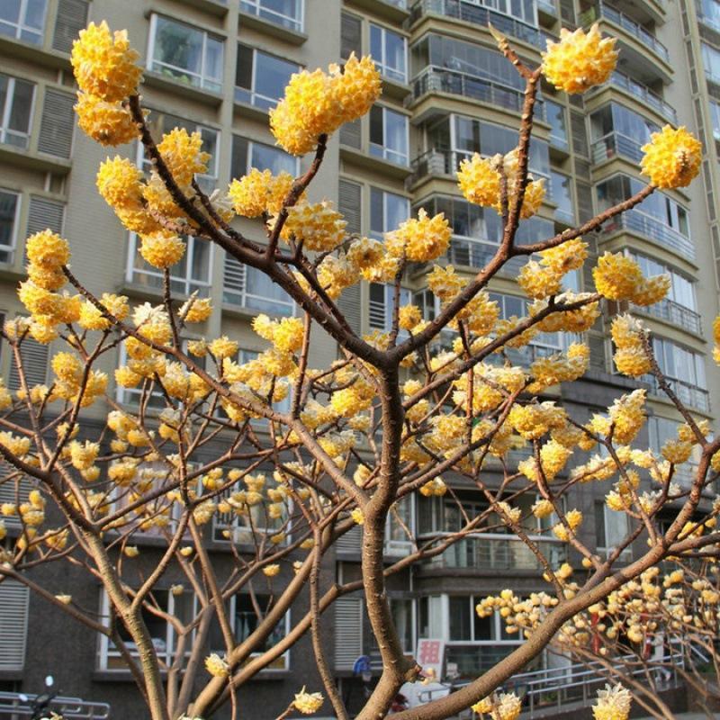 基地直銷園林綠化苗木庭院植物花卉結香花苗打結樹黃瑞香苗易成活