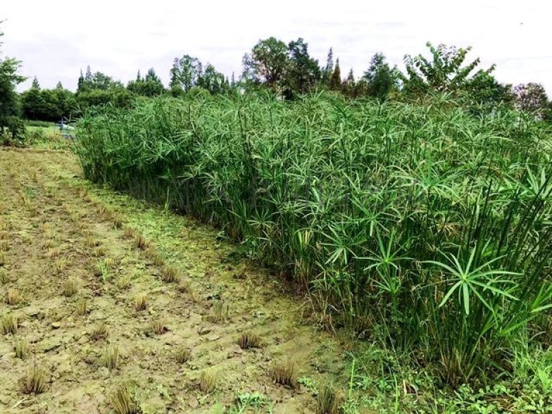 水生植物供應-成都苗木基地-成都旱傘草