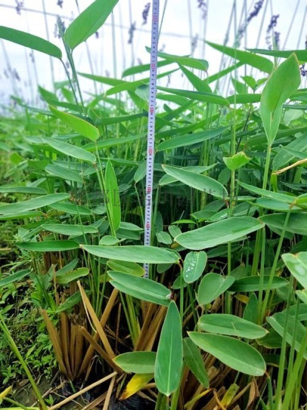 郫都區名川園藝場成都苗木基地供應水生植物再力花